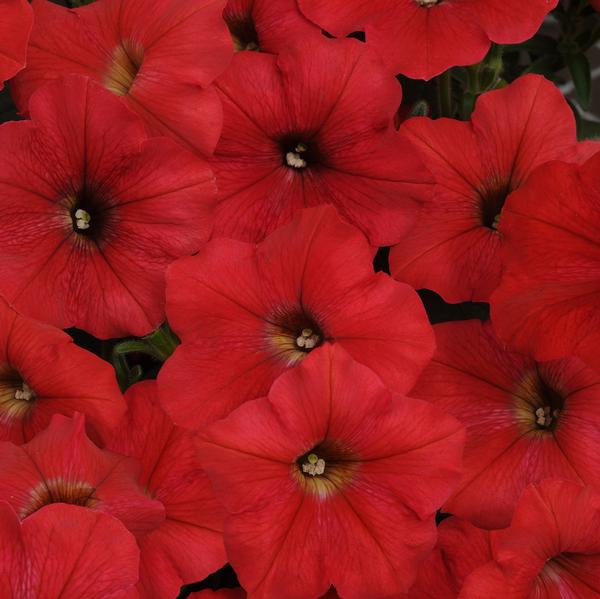 Petunia Easy Wave Easy Wave 'Red' - from Babikow