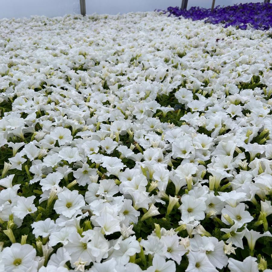 Petunia Easy Wave 'White' - from Babikow Wholesale Nursery