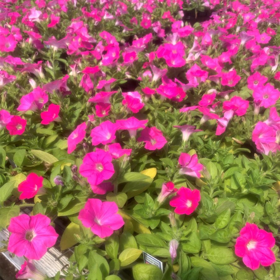 Petunia Wave 'Pink' - from Babikow Wholesale Nursery