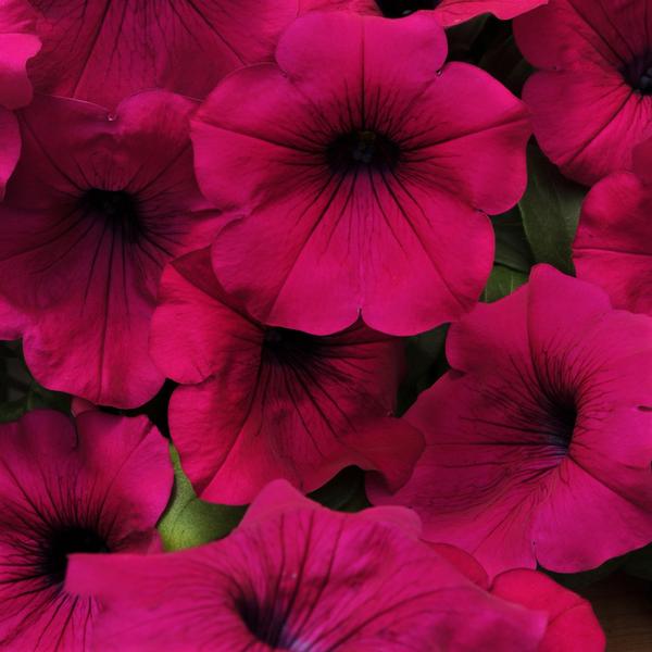 Petunia Wave Wave 'Purple' - from Babikow