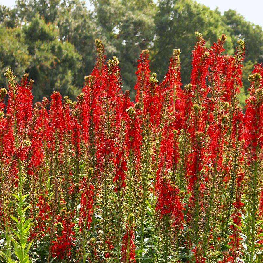 Lobelia cardinalis - Cardinal Flower from Babikow Wholesale Nursery