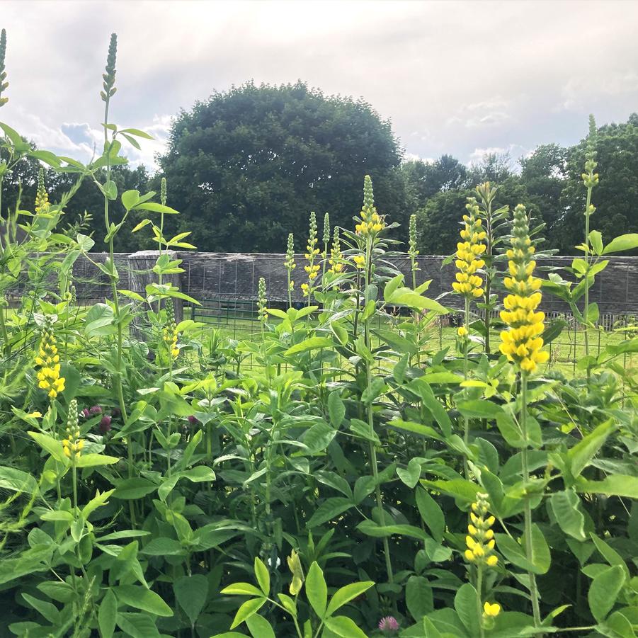 Thermopsis caroliniana - Carolina Lupine from Babikow