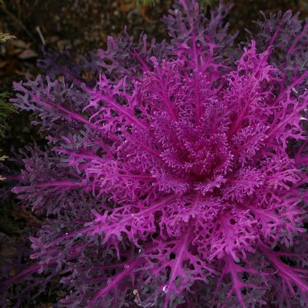 Kale Peacock 'Red' - Ornamental Kale from Babikow