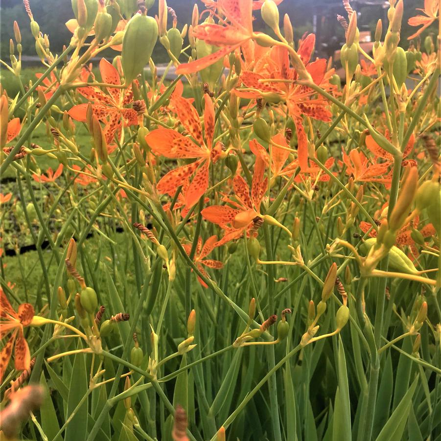 Belamcanda chinensis - Blackberry Lily from Babikow Wholesale Nursery