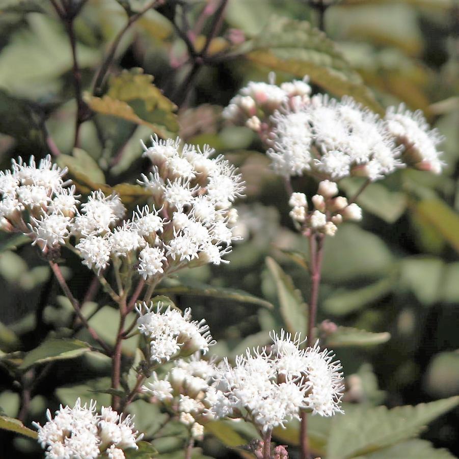 Eupatorium rug. 'Chocolate' - Snakeroot from Babikow Wholesale Nursery