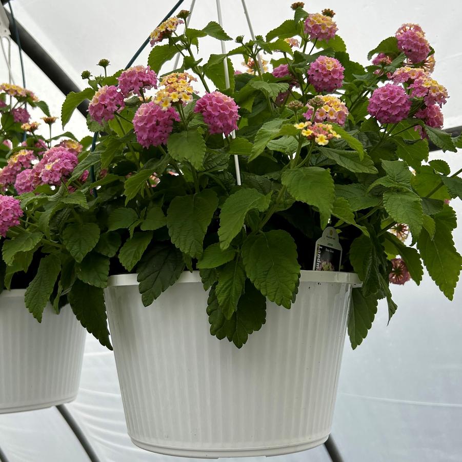 Lantana Hanging Basket- Assorted Colors 