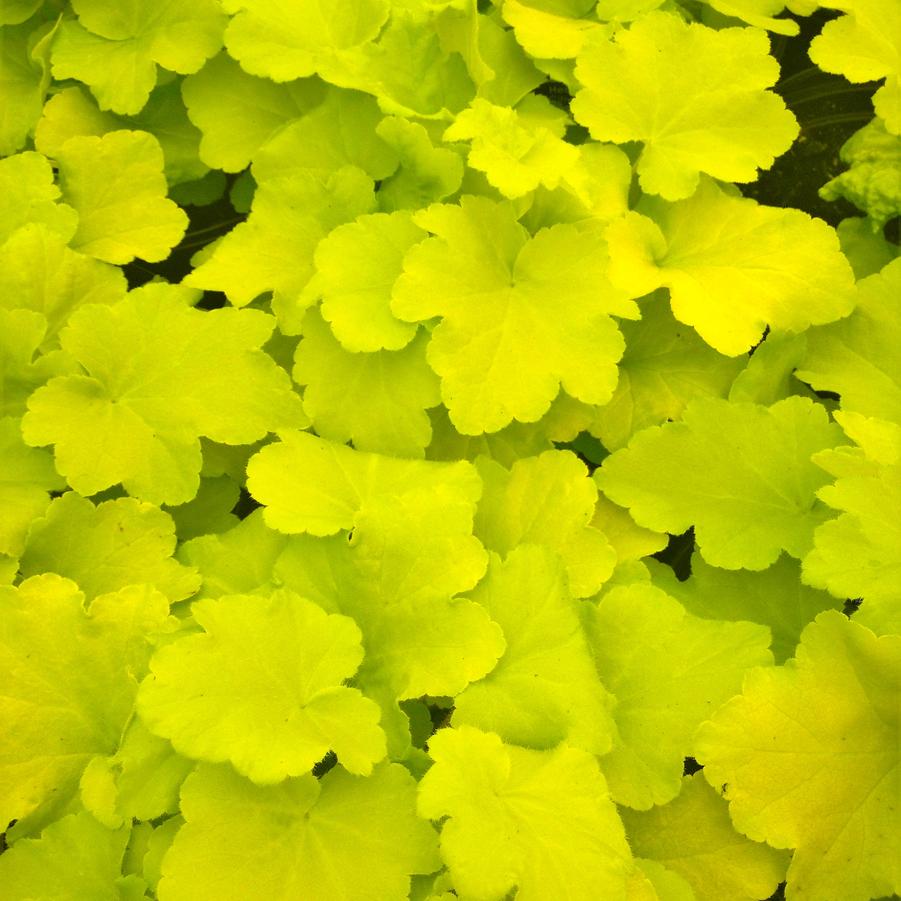 Heuchera vil. 'Citronelle' - Coral bells from Babikow Wholesale Nursery