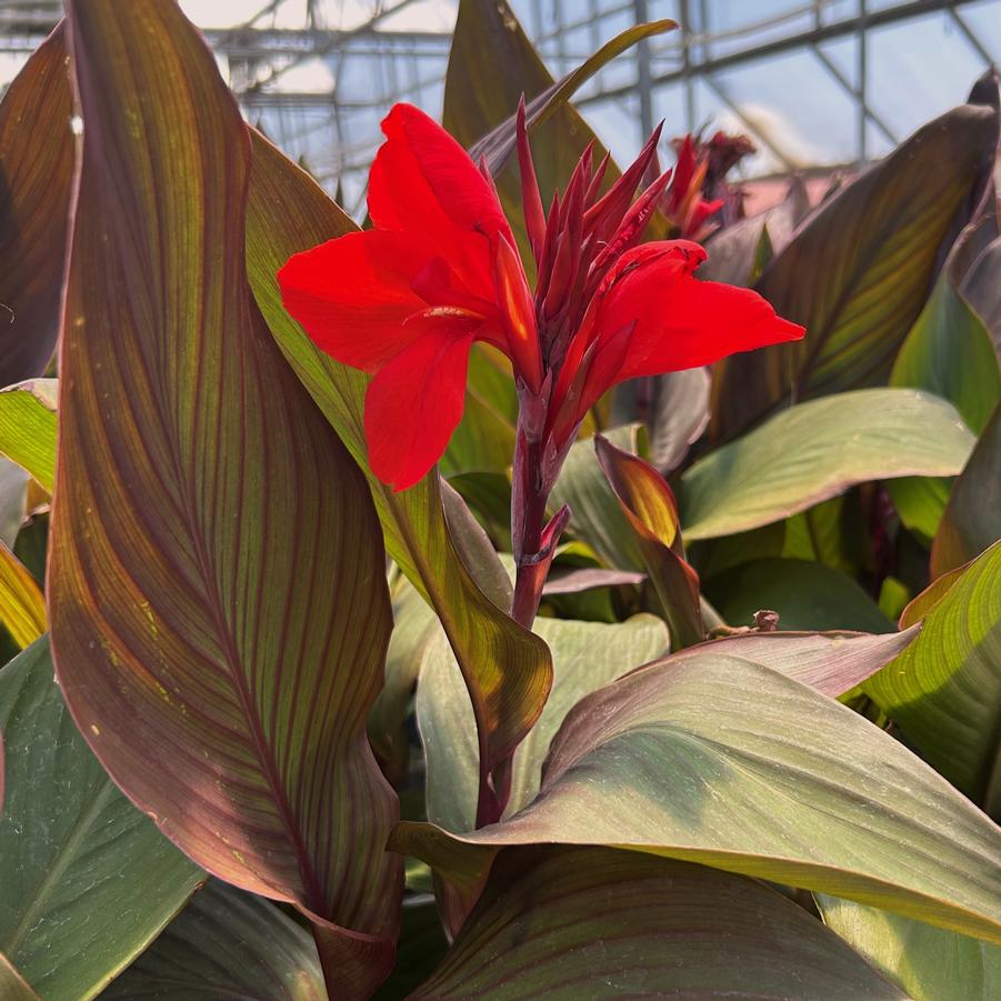 Canna Cannova Bronze Scarlet