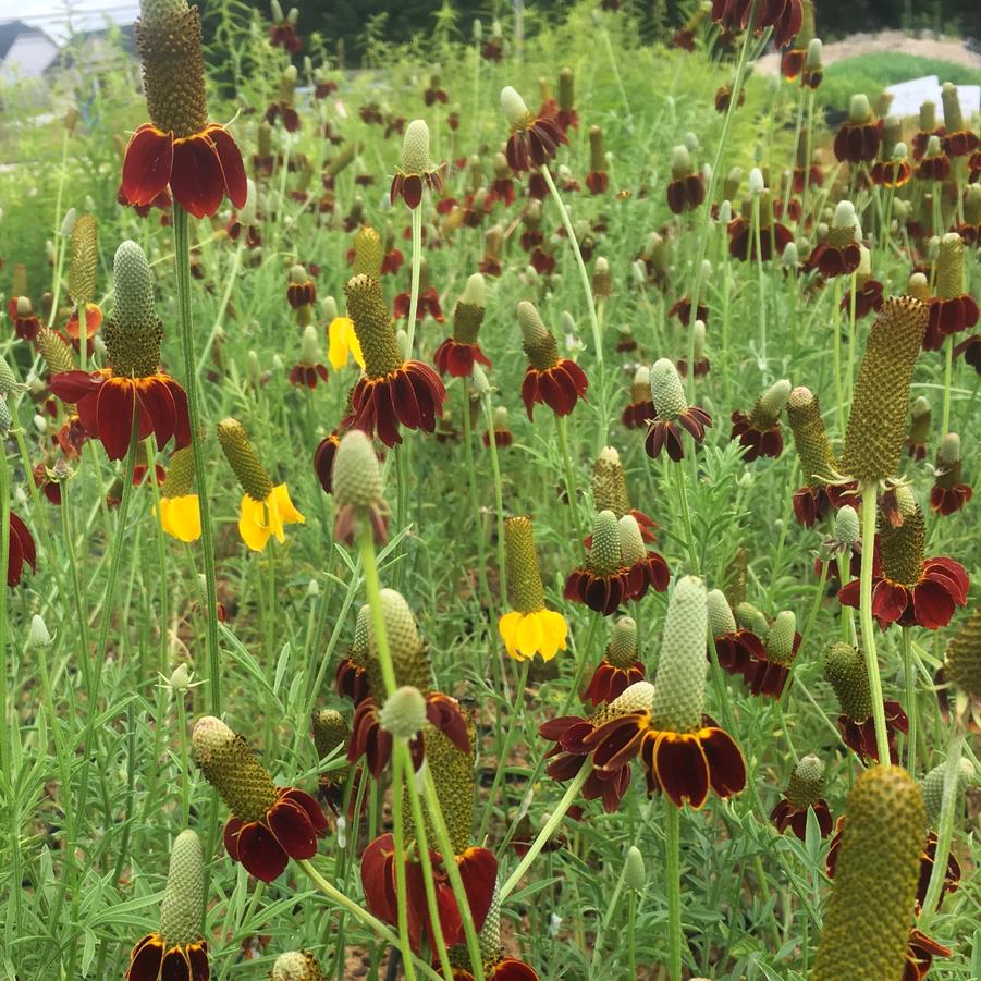 Ratibida col. 'Red Midget' - Upright Prairie Coneflower from Babikow Wholesale Nursery