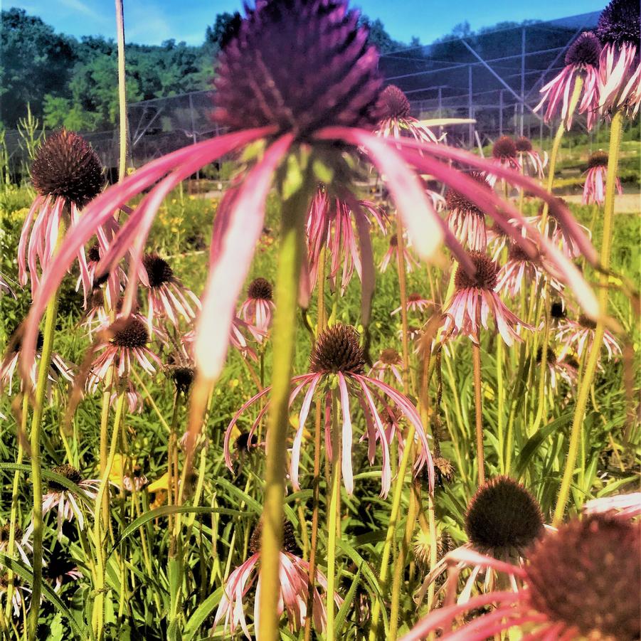 Echinacea pallida - Upright Prairie Coneflower from Babikow Wholesale Nursery