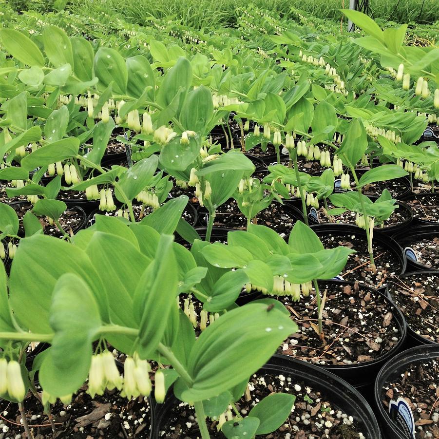 Polygonatum commutatum - Solomon's Seal from Babikow Wholesale Nursery