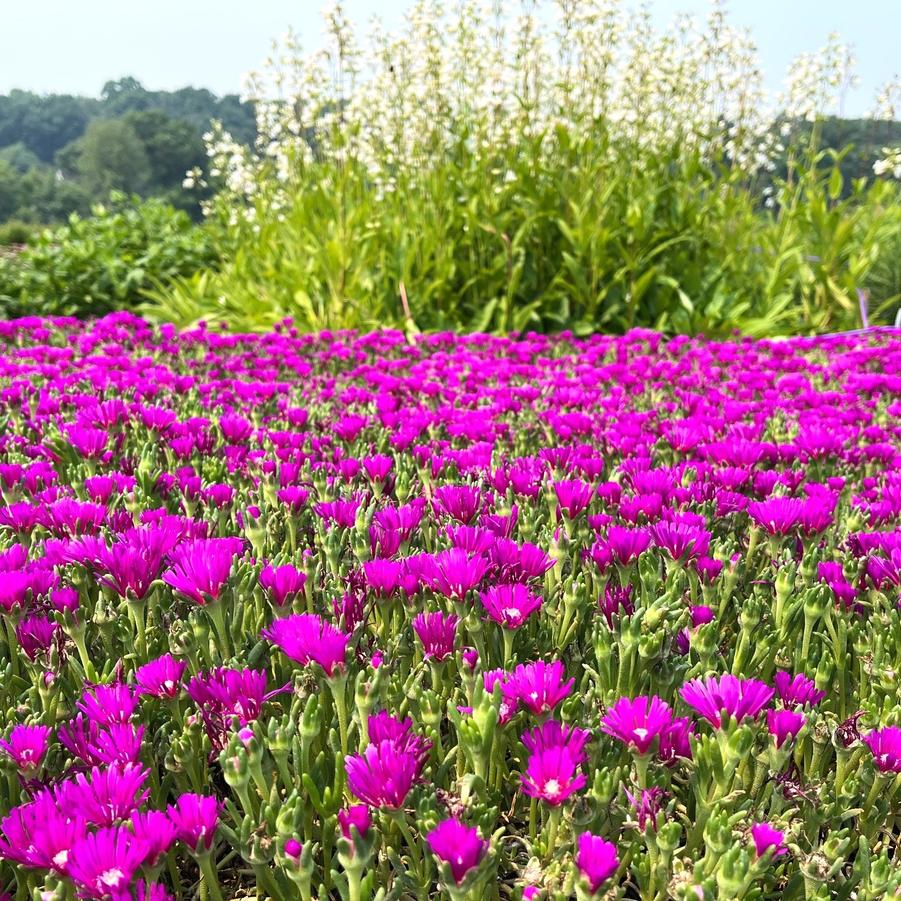 Delosperma cooperi - Ice Plant from Babikow Wholesale Nursery