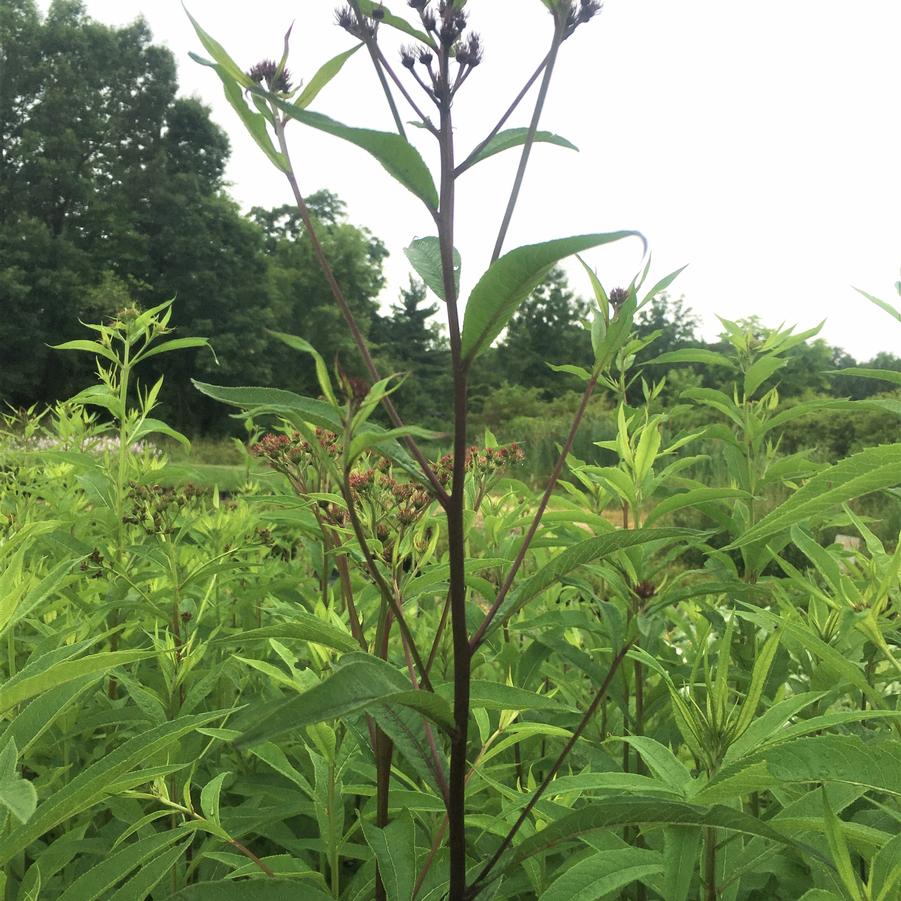 Vernonia glauca - Upland Ironweed from Babikow Wholesale Nursery