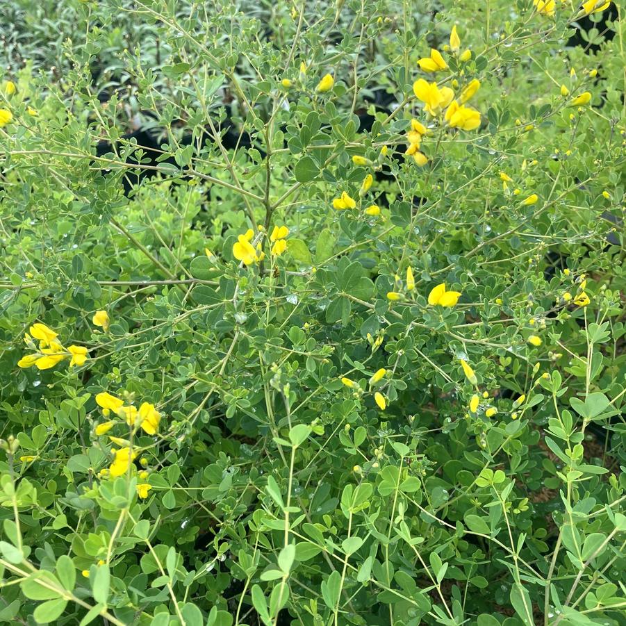 Baptisia tinctoria - Yellow Wild Indigo from Babikow Wholesale Nursery