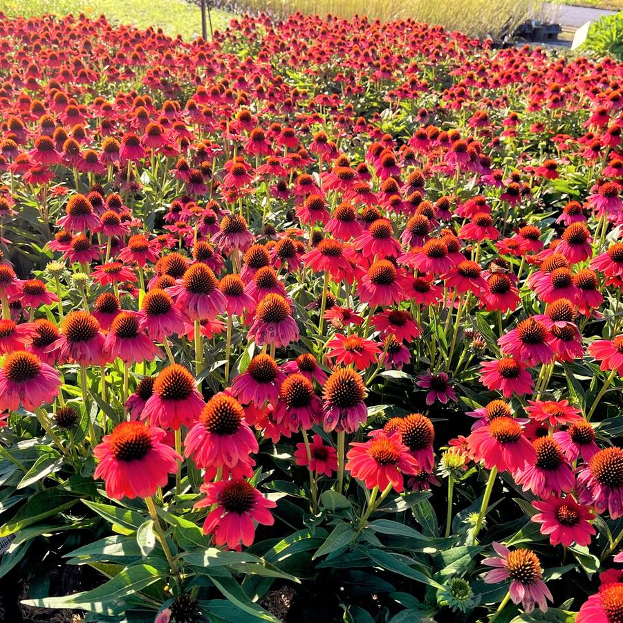 Echinacea 'Sombrero Hot Coral' - Hybrid Coneflower from Babikow Wholesale Nursery