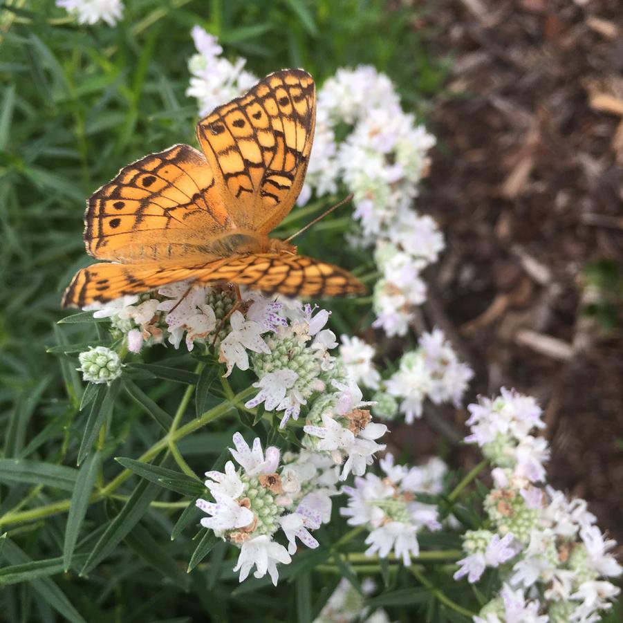 Pycnanthemum tenuifolium - Narrowleaf Mountain Mint from Babikow Wholesale Nursery