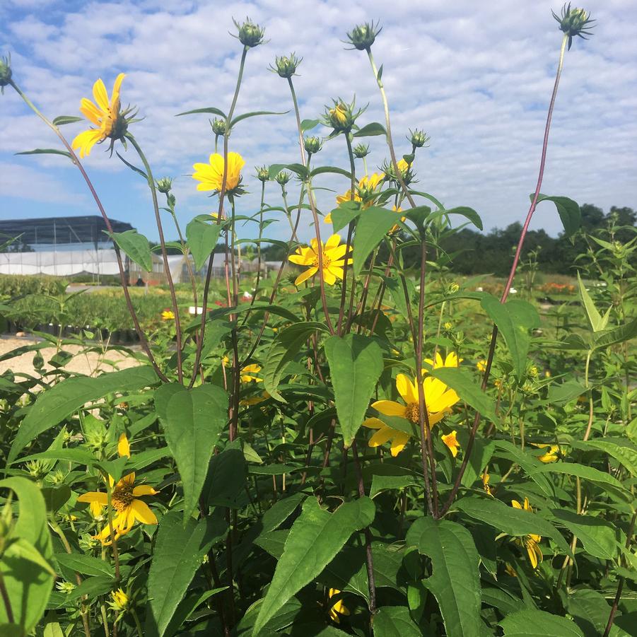 Helianthus divaricatus - Woodland Sunflower from Babikow Wholesale Nursery