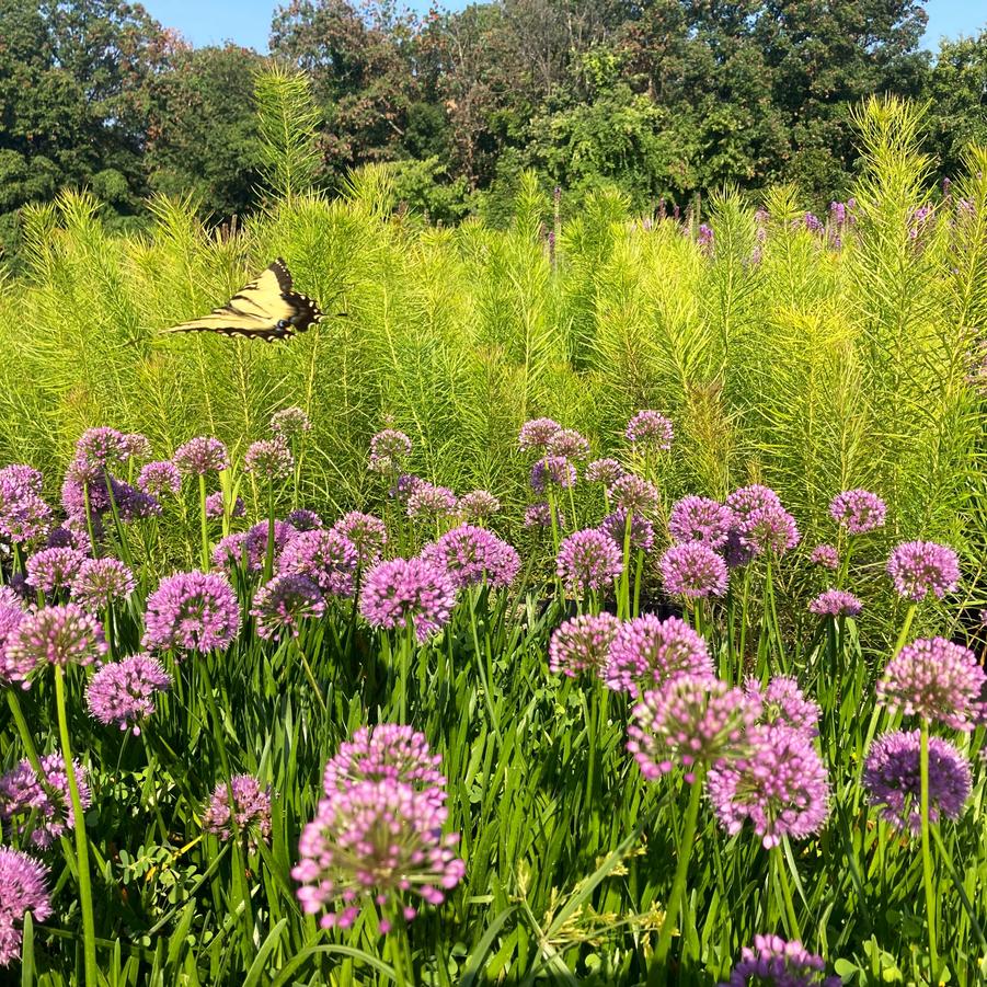 Allium 'Millenium' - Ornamental Onion from Babikow Wholesale Nursery