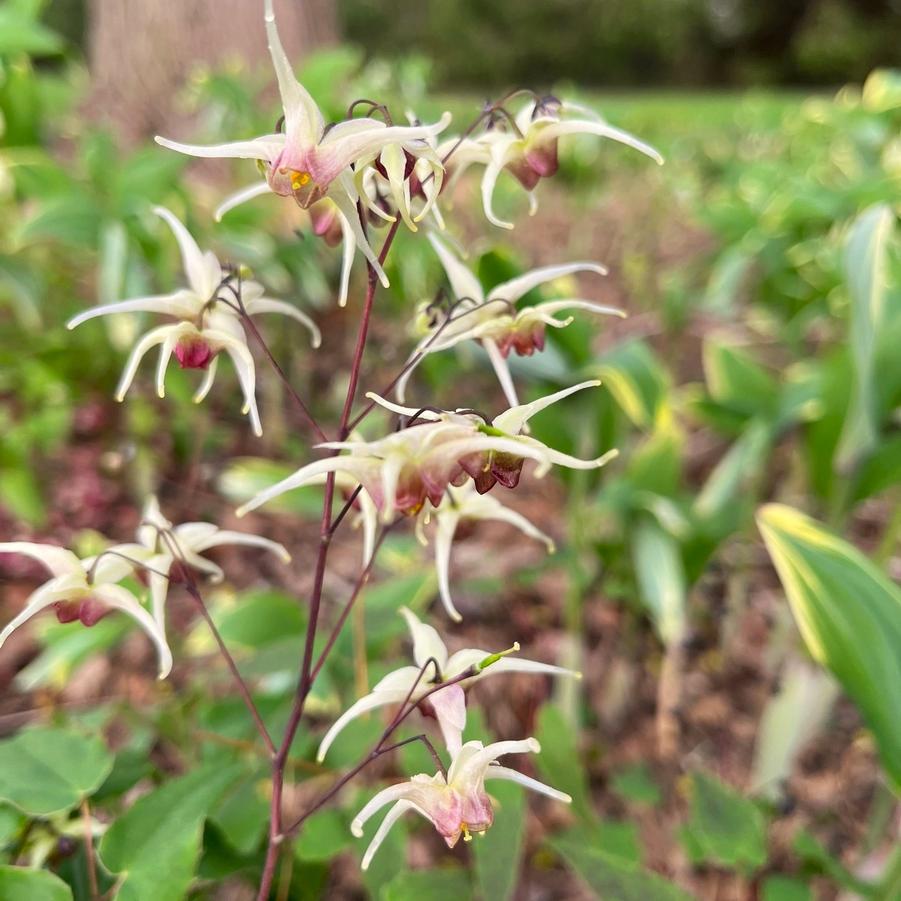 Epimedium x 'Domino' - Barrenwort from Babikow Wholesale Nursery