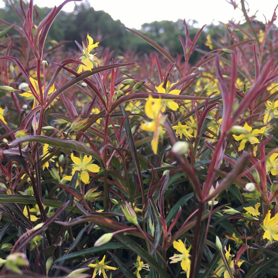 Lysimachia lanc. 'Burgundy Mist' - Lance-leaved loosestrife from Babikow Wholesale Nursery