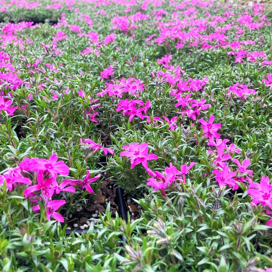 Phlox sub. 'Crimson Beauty' - Moos Phlox from Babikow Wholesale Nursery