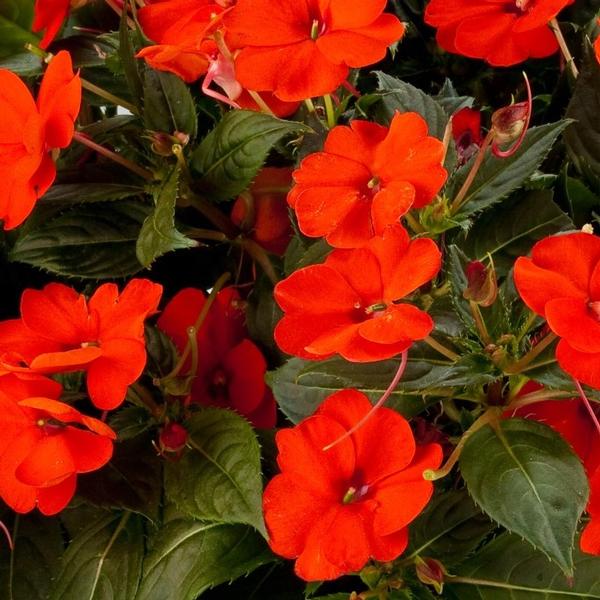 Impatiens Sunpatiens Compact 'Electric Orange' - from Babikow