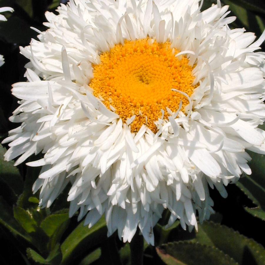 Leucanthemum 'Crazy Daisy' - Shasta Daisy from Babikow Wholesale Nursery