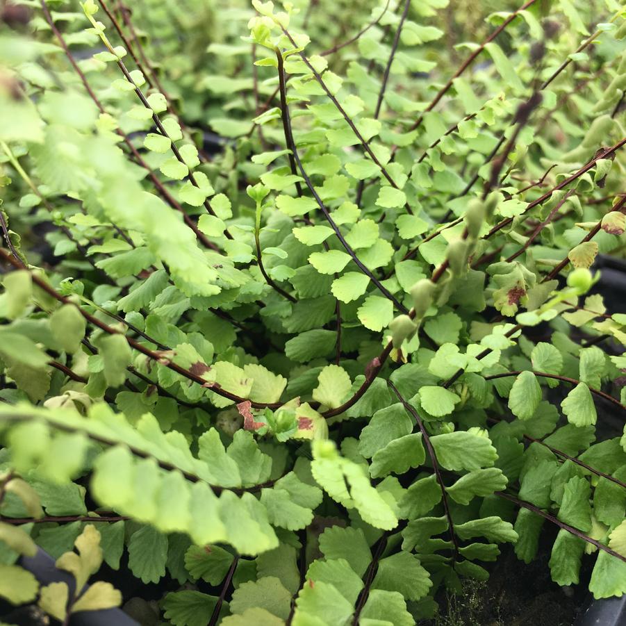 Asplenium trichomanes - Maidenhair Spleenwort from Babikow Wholesale Nursery