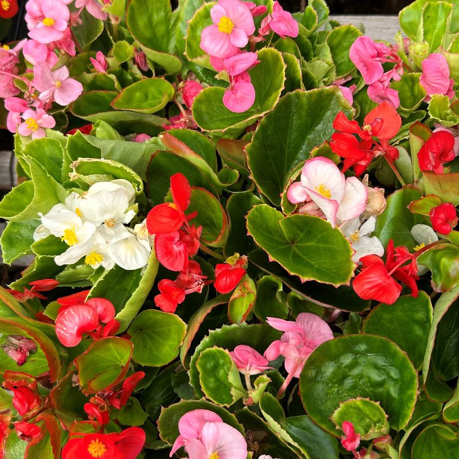 Begonia Super Olympia 'Mix' - Begonia from Babikow Wholesale Nursery