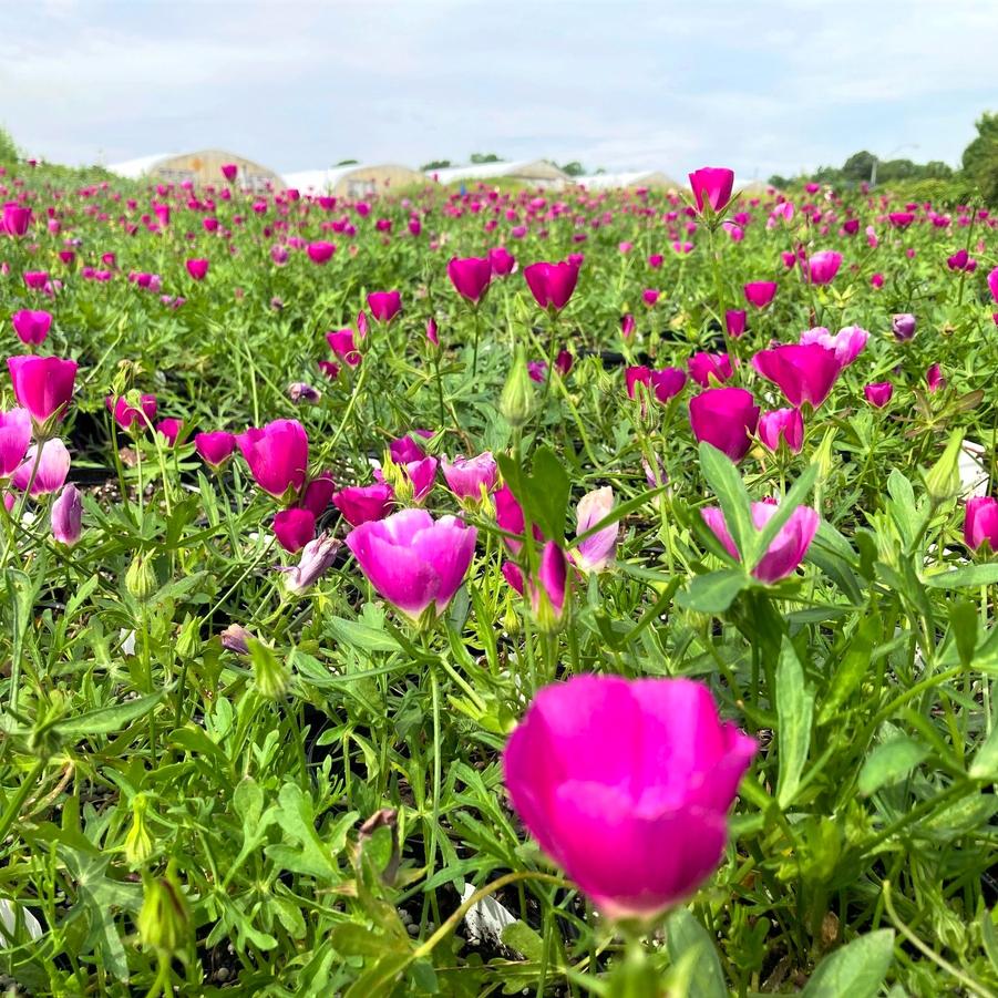 Callirhoe involucrata - Wine Cups from Babikow Wholesale Nursery