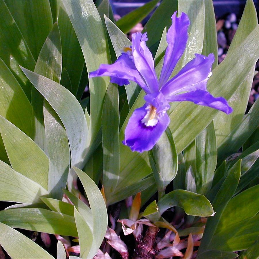 Iris cristata - Dwarf Crested Iris from Babikow Wholesale Nursery