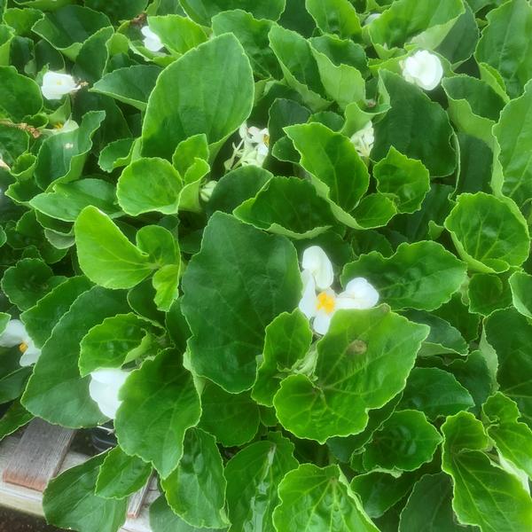 Begonia Big Big 'White with Green Leaf' - from Babikow