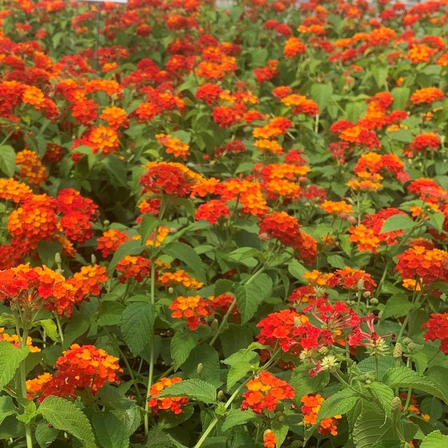 Lantana Landmark 'Red' - from Babikow Wholesale Nursery