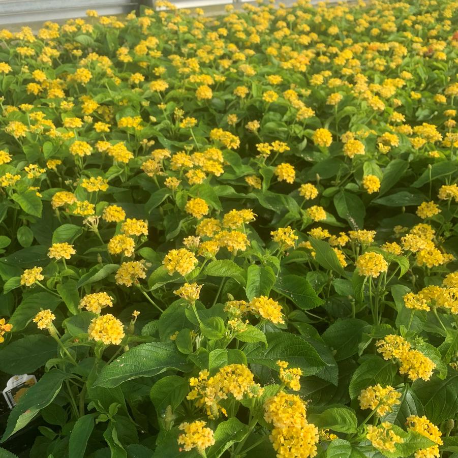 Lantana Landmark 'Yellow' - from Babikow Wholesale Nursery