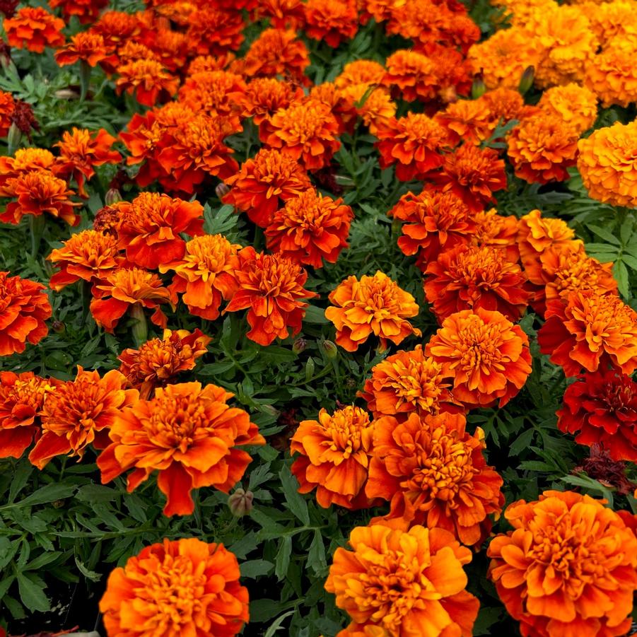 Marigold 'Fireball' - from Babikow Wholesale Nursery