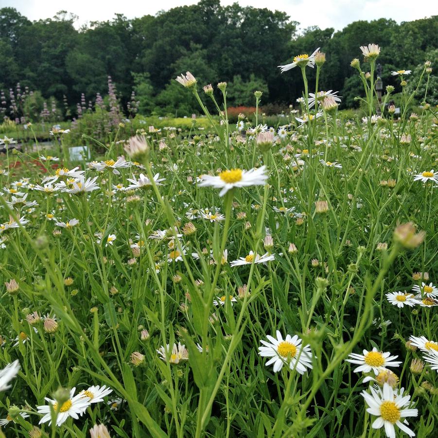 Kalimeris int. 'Daisy Mae' - Japanese Aster from Babikow Wholesale Nursery