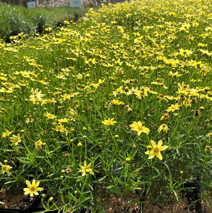 Coreopsis ver. 'Creme Brulee' - from Babikow Wholesale Nursery