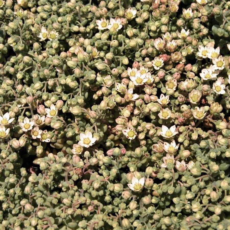 Sedum dasyphyllum - Stonecrop from Babikow Wholesale Nursery