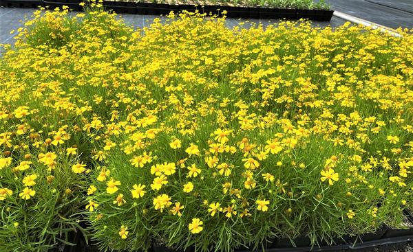 Helenium 'Dakota Gold' - from Babikow