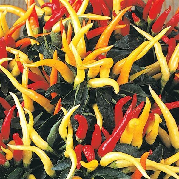 Capsicum annuum 'Medusa' - Ornamental Pepper from Babikow