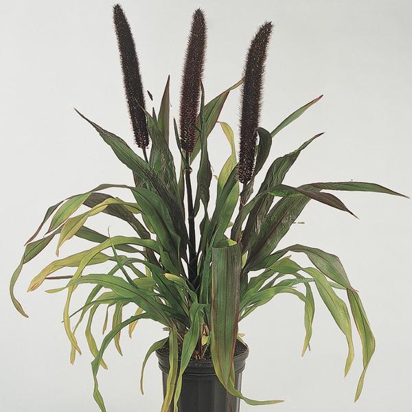 Pennisetum glaucum 'Purple Baron' - Ornamental Millet from Babikow