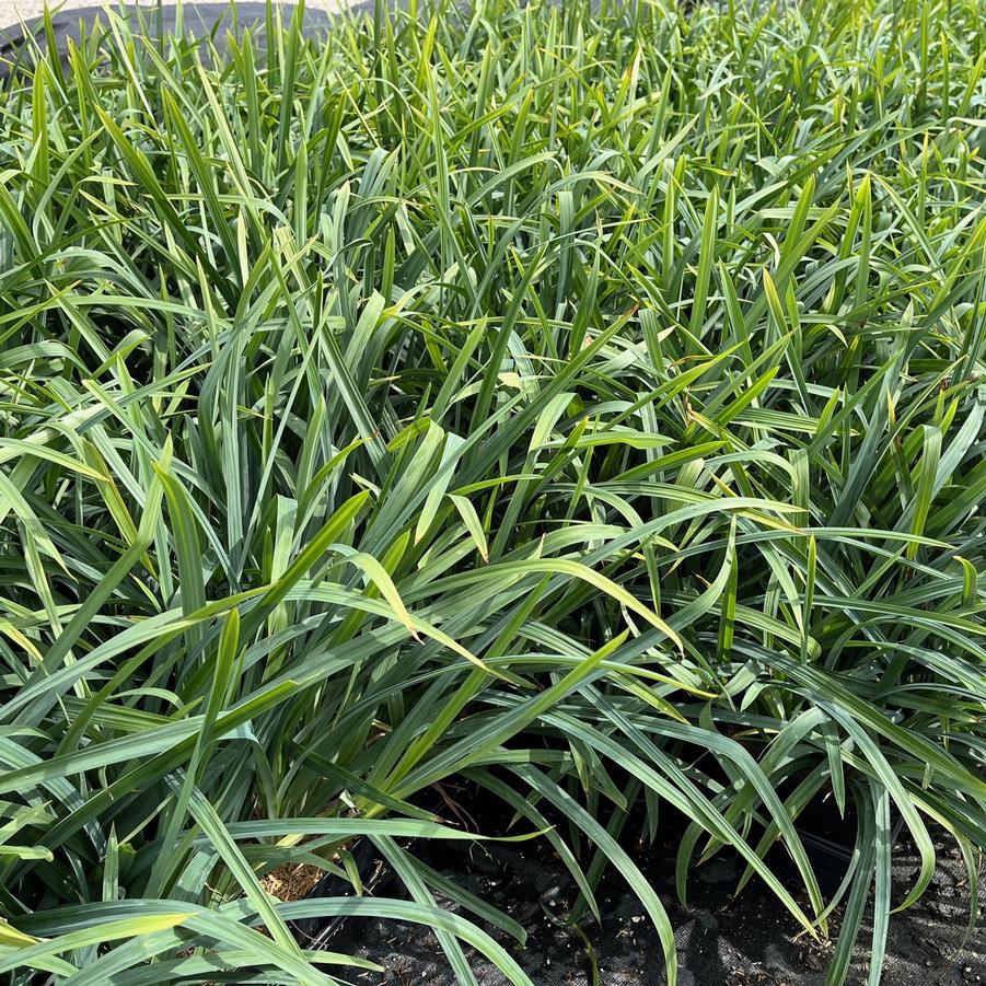 Carex flaccosperma - Blue Wood Sedge from Babikow Wholesale Nursery