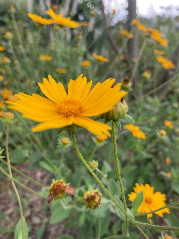 Coreopsis pub. 'Sunshine Superman' - from Babikow