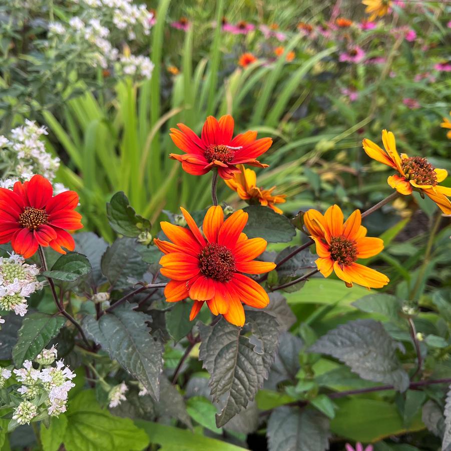 Heliopsis hel. 'Bleeding Hearts' - from Babikow Wholesale Nursery