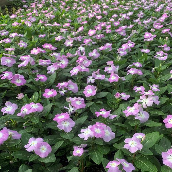 Vinca Titan 'Lavender Blue Halo' - from Babikow