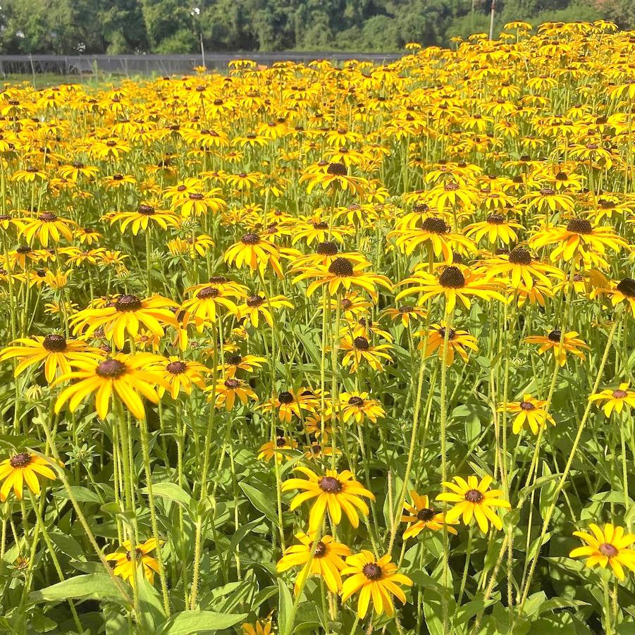 Rudbeckia deamii - Deam's Coneflower from Babikow Wholesale Nursery