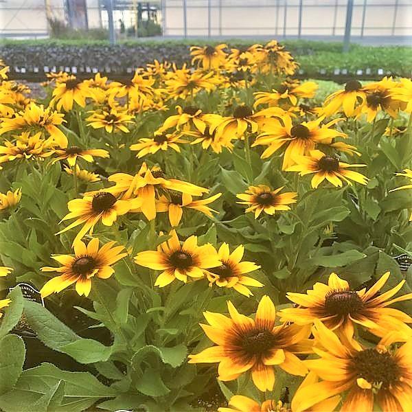 Echibeckia Summerina 'Yellow' - from Babikow Wholesale Nursery