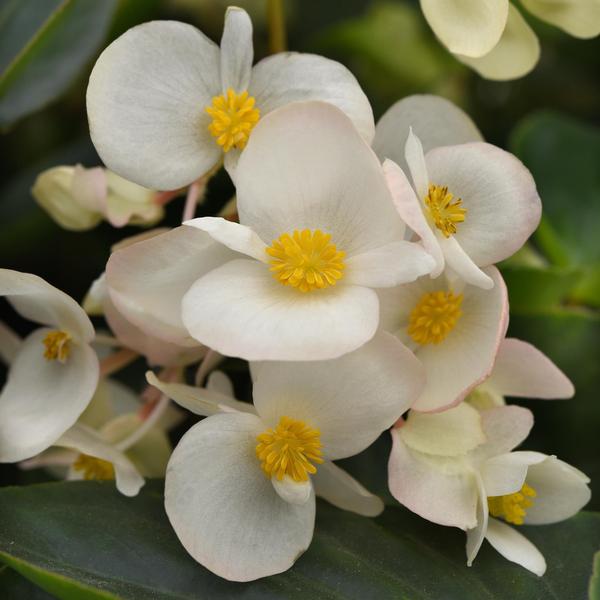 Begonia Dragon Wing 'White' - from Babikow