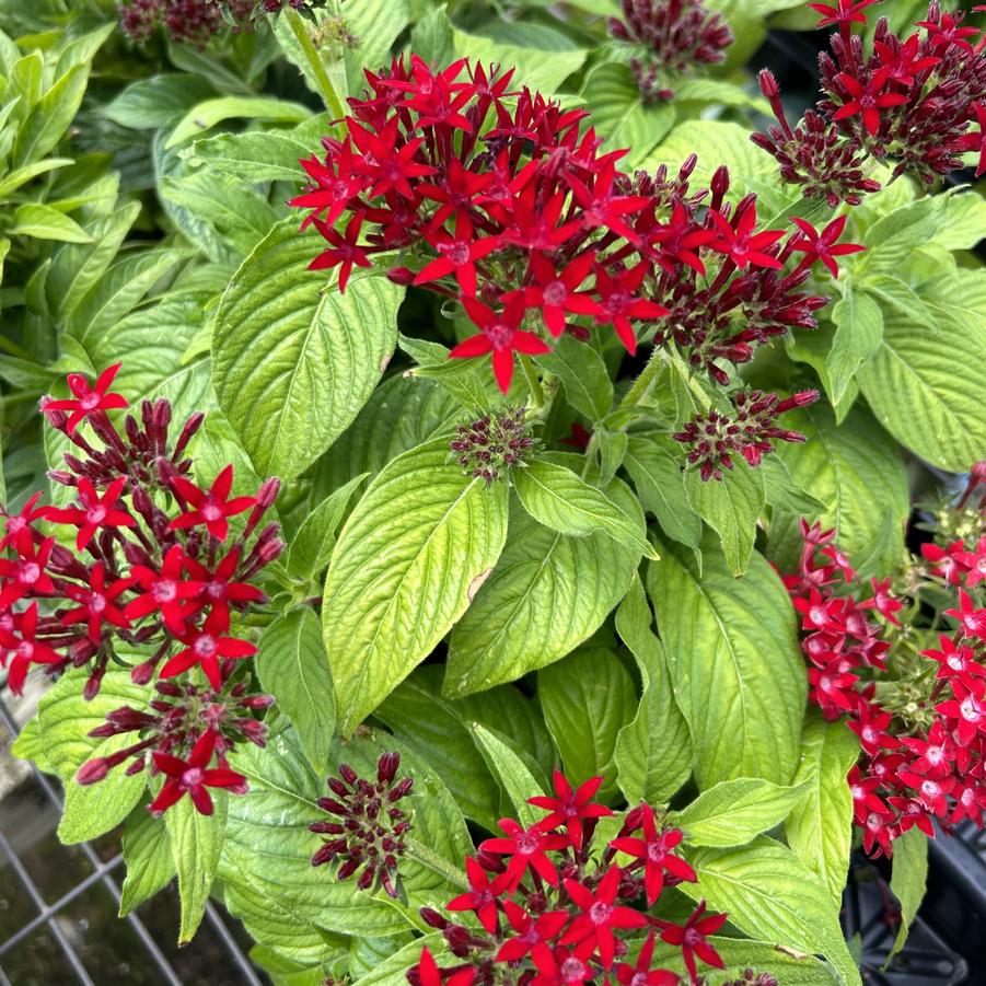 Pentas BeeBright 'Red' - from Babikow Wholesale Nursery