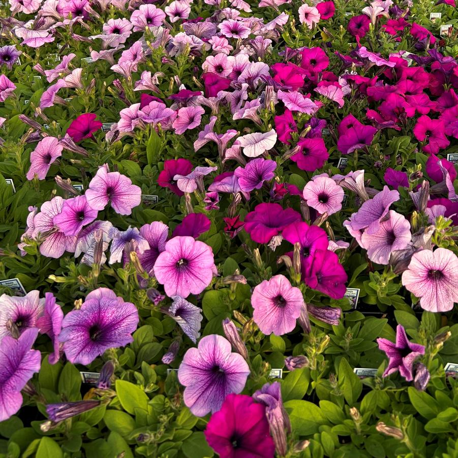 Petunia Easy Wave 'Plum Pudding' - from Babikow Wholesale Nursery